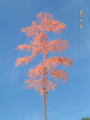 Groveden-08.png