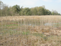 Strabrecht heide 08a.png