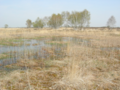 Strabrecht heide-07.png